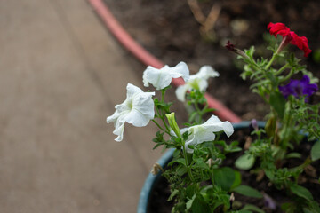 pink and white flowers