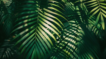 Close-up of lush green palm leaves, sunlight filtering through the foliage. Tropical plant texture background.