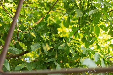 Walnut tree growing, waiting to be harvested
