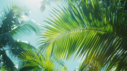 Fototapeta premium Sunlight filtering through lush green palm leaves, creating a tropical paradise backdrop.