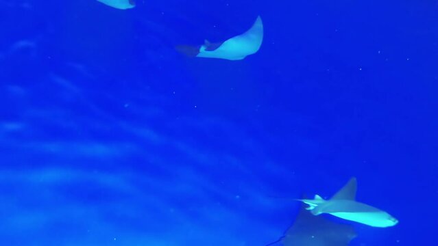 Skates are cartilaginous fish, to family Rajidae in superorder Batoidea of rays. Softnose skates and pygmy skates were previously treated as subfamilies of Rajidae (Arhynchobatinae and Gurgesiellinae)