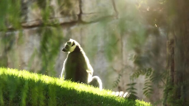 ring-tailed lemur (Lemur catta)