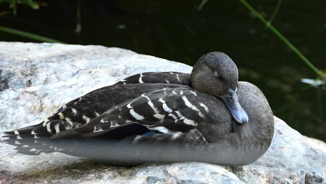 African black duck (Anas sparsa) is a species of duck of the genus Anas. It is genetically closest to the mallard group, but shows some peculiarities in its behavior.