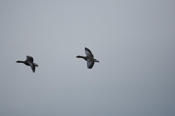 Two Geese Flying in Overcast Sky
