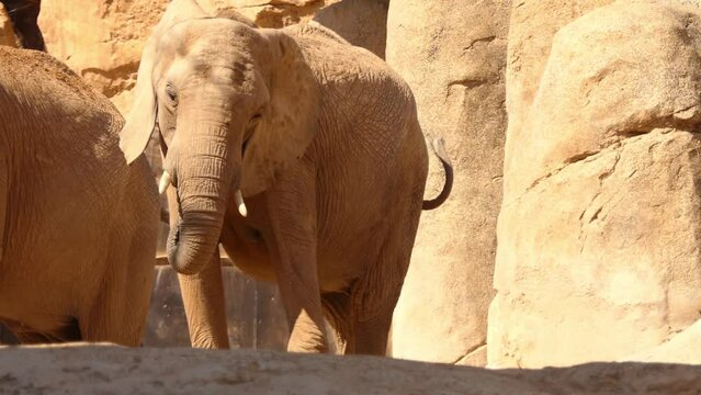 African bush elephant (Loxodonta africana), also known as the African savanna elephant, is the larger of the two species of African elephants, and the largest living terrestrial animal.