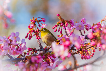 メジロと河津桜