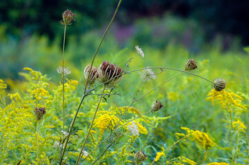 Late summer wildflower field