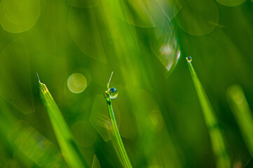 A close-up of vibrant green grass with the focus on two blades, each tipped with a glistening dew drop. The background is blurred, creating a bokeh effect with the dew drops reflecting light, adding a