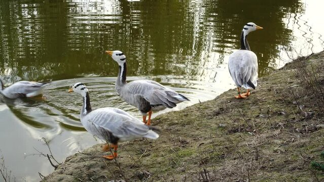 bar-headed goose (Anser indicus) is a goose that breeds in Central Asia in colonies of thousands near mountain lakes and winters in South Asia, as far south as peninsular India.