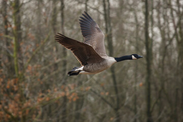 Obraz premium Canada Goose in Mid-Flight over Forest