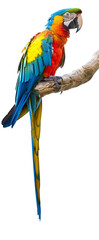 Naklejka premium Scarlet macaw perching on branch