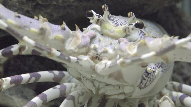 Spiny lobsters, also known as langustas, langouste