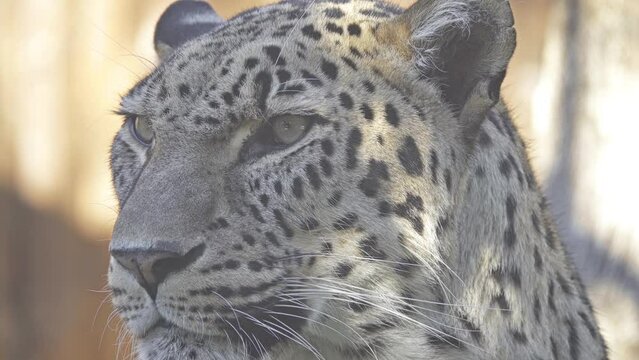leopard (Panthera pardus) in genus Panthera