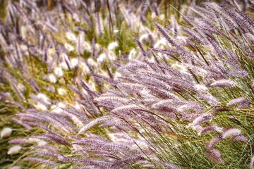 wild grasses 