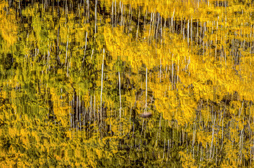 Yellow aspens reflecting in water,  Colorado Aspens
