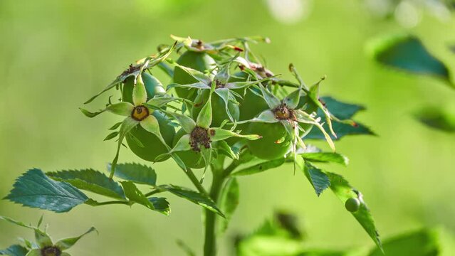Rosa dumalis, glaucous dog rose, is rose native to Europe and southwest Asia. On other hand, Plants of World Online treats Rosa vosagiaca (accepted by Flora Europaea) as synonym of Rosa dumalis.
