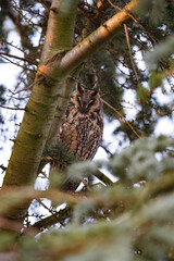Long-Eared Owl Perched in Pine Tree