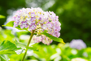 紫陽花の小径