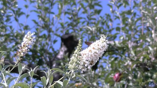 White flowers of Butterfly bush, Buddleja davidii, Summer lilac, butterfly Hummingbird hawk-moth, Macroglossum stellatarum in flight, branches of apple tree and blue sky - real time with zoom out.
