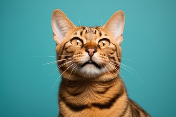 Obraz premium Portrait of a happy serengeti cat in solid color backdrop