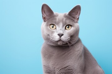 Portrait of a happy russian blue cat on solid pastel color wall