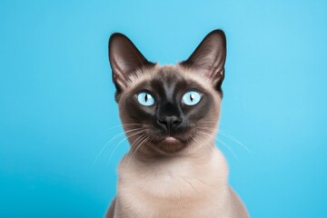Portrait of a smiling tonkinese cat on solid pastel color wall
