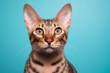 Obraz premium Portrait of a funny ocicat cat isolated in solid pastel color wall