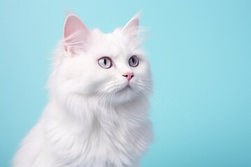 Portrait of a cute australian mist cat on solid pastel color wall