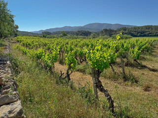 vineyard in Côtes De Provence, France