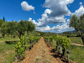 maintained Mourvèdre vines in Côtes De Provence, France