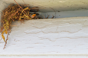 Young, Hungry Carolina Wren Pokes its Head out of a Nest with an Open Mouth