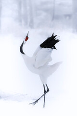 Red crown crane in its natural wintery habitat during blizzard © Kiran Joshi