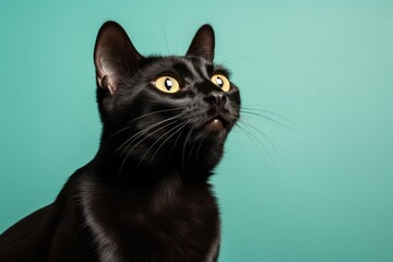 Portrait of a happy bombay cat while standing against blank studio backdrop