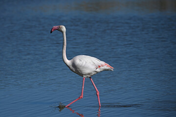 pink flamingo with reflection in water
