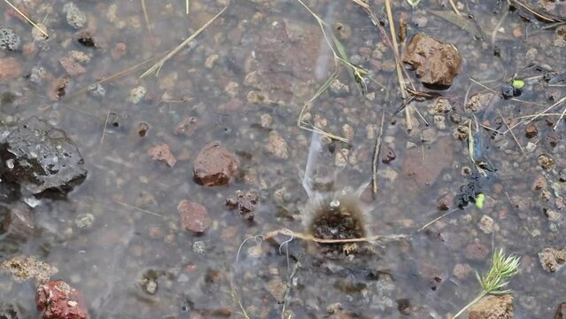 in india shot of rain drops falling in the puddle during the rainy season at gir forest in Gujarat, India. Closeup shot of rain drops in the muddy puddle during the rainfall in saurashtra