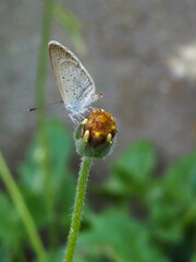 a butterfly is on the flower in rainy season, blur background, green background, macro picture, butterfly in macro, flowers in macro