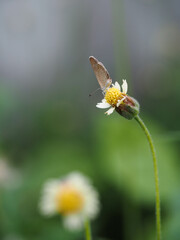 a butterfly is on the flower in rainy season, blur background, green background, macro picture, butterfly in macro, flowers in macro
