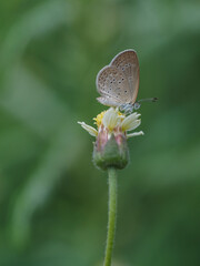 a butterfly is on the flower in rainy season, blur background, green background, macro picture, butterfly in macro, flowers in macro