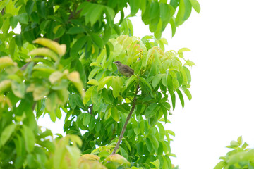 leaves on a branch