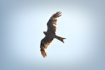 raptor