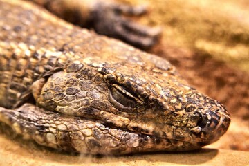 sleeping lizard 