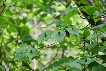 ハナイカダの実