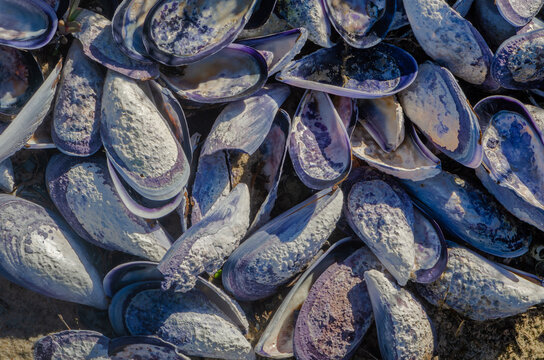 Empty mussel shells on the beach