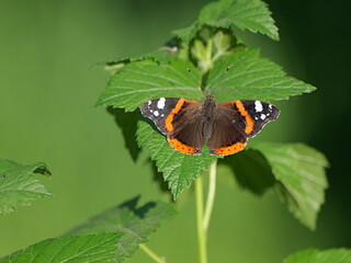 A majestic Admiral butterfly graces the scene, showcasing nature's beauty and importance in gardens and ecosystems worldwide.        