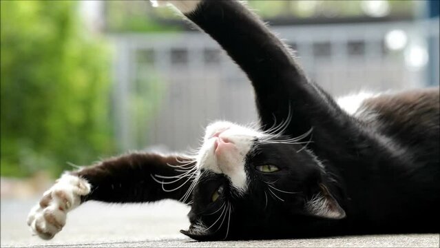 Footage of a Happy Tuxedo Cat Relaxing in the Yard
