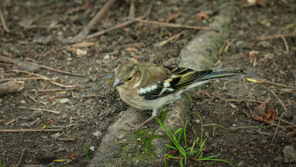 Eurasian chaffinch bird perched on a big branch in the soil.