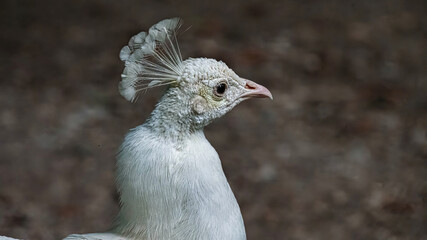 Vibrant peacock struts on grass by a tree and rocks.