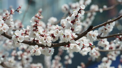The beautiful pink and white flowers blooming in spring