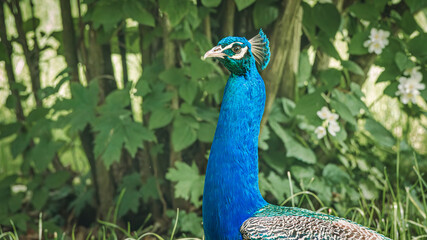 Obraz premium Vibrant peacock struts on grass by a tree and rocks.