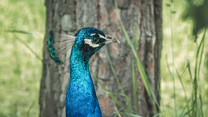 Obraz premium Vibrant peacock struts on grass by a tree and rocks.